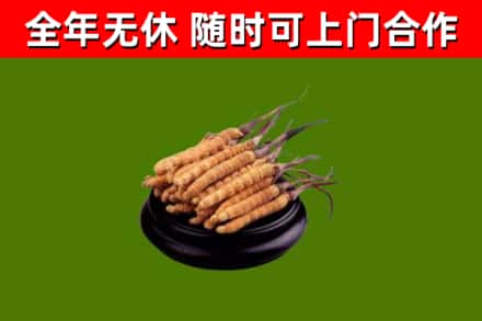 济源市回收冬虫夏草